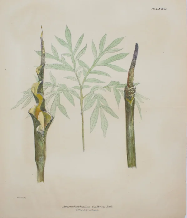 Antiquarian Print Shop Botanical, Amorphophallus By Frederick Manson Bailey livraison la plus rapide 1